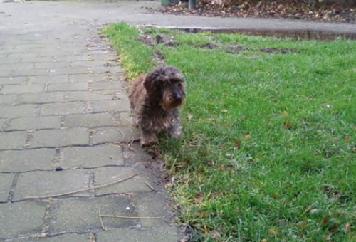 Jovi is een jaar later overleden